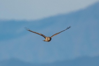 Hen Harrier Unknown Spots Thu, 1/2/2020