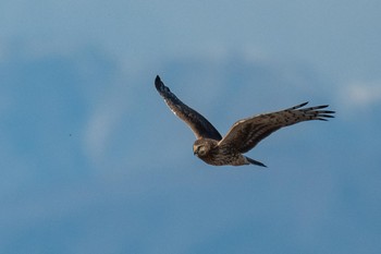 Hen Harrier Unknown Spots Thu, 1/2/2020