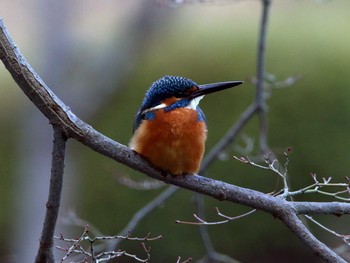 Common Kingfisher 町田市 Thu, 1/2/2020