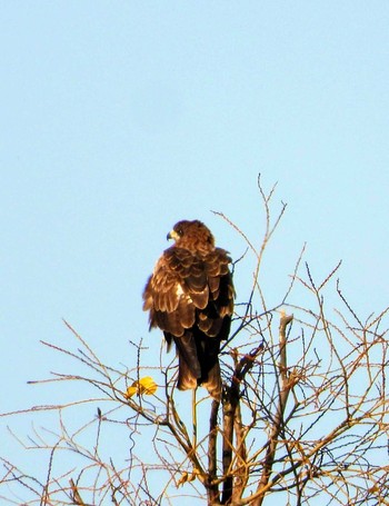 Black Kite 多摩川大丸 Wed, 1/1/2020