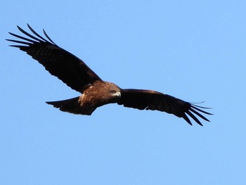 Black Kite 多摩川大丸 Wed, 1/1/2020