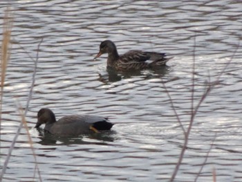 Gadwall 浅野川(松寺橋付近) Thu, 1/2/2020