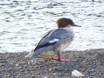 Common Merganser 浅野川(松寺橋付近) Thu, 1/2/2020