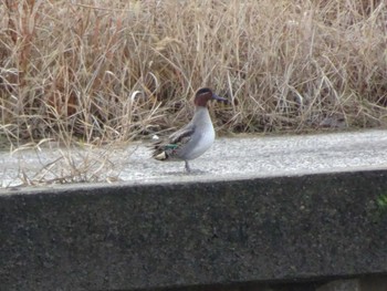 Eurasian Teal 浅野川(松寺橋付近) Thu, 1/2/2020