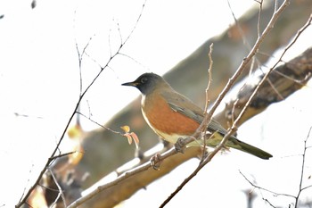 Thu, 1/2/2020 Birding report at Kasai Rinkai Park