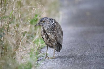 Malayan Night Heron Ishigaki Island Sun, 12/29/2019