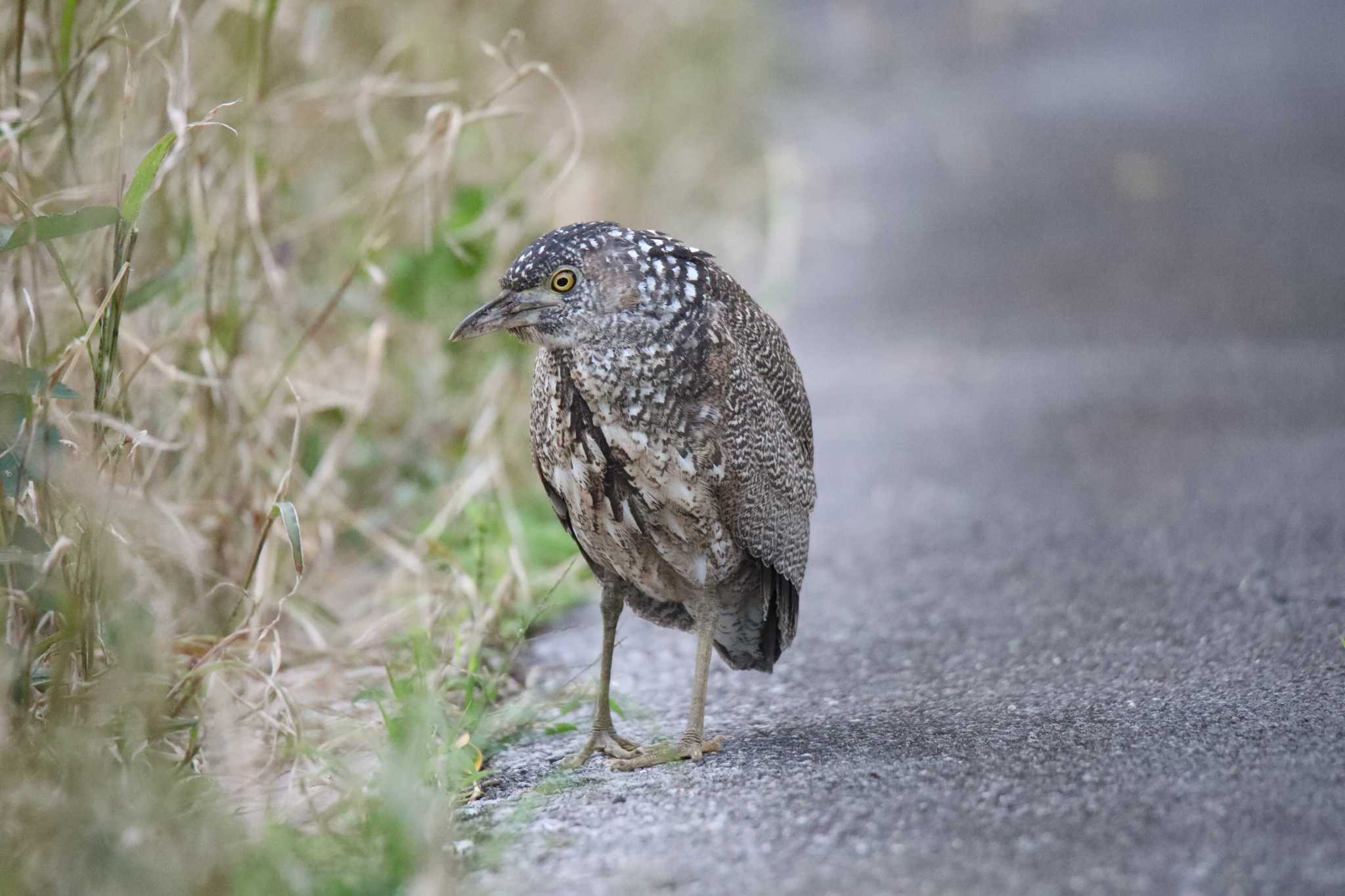 ズクロミソゴイ by Hokkaido.univ