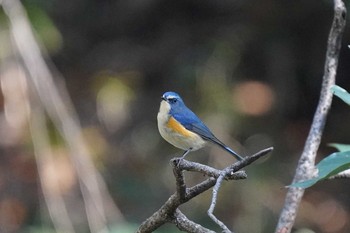 ルリビタキ 東高根森林公園 2019年12月31日(火)