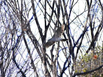 Eurasian Goshawk Rikugien Garden Fri, 1/3/2020