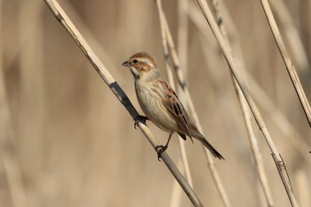 Common Reed Bunting