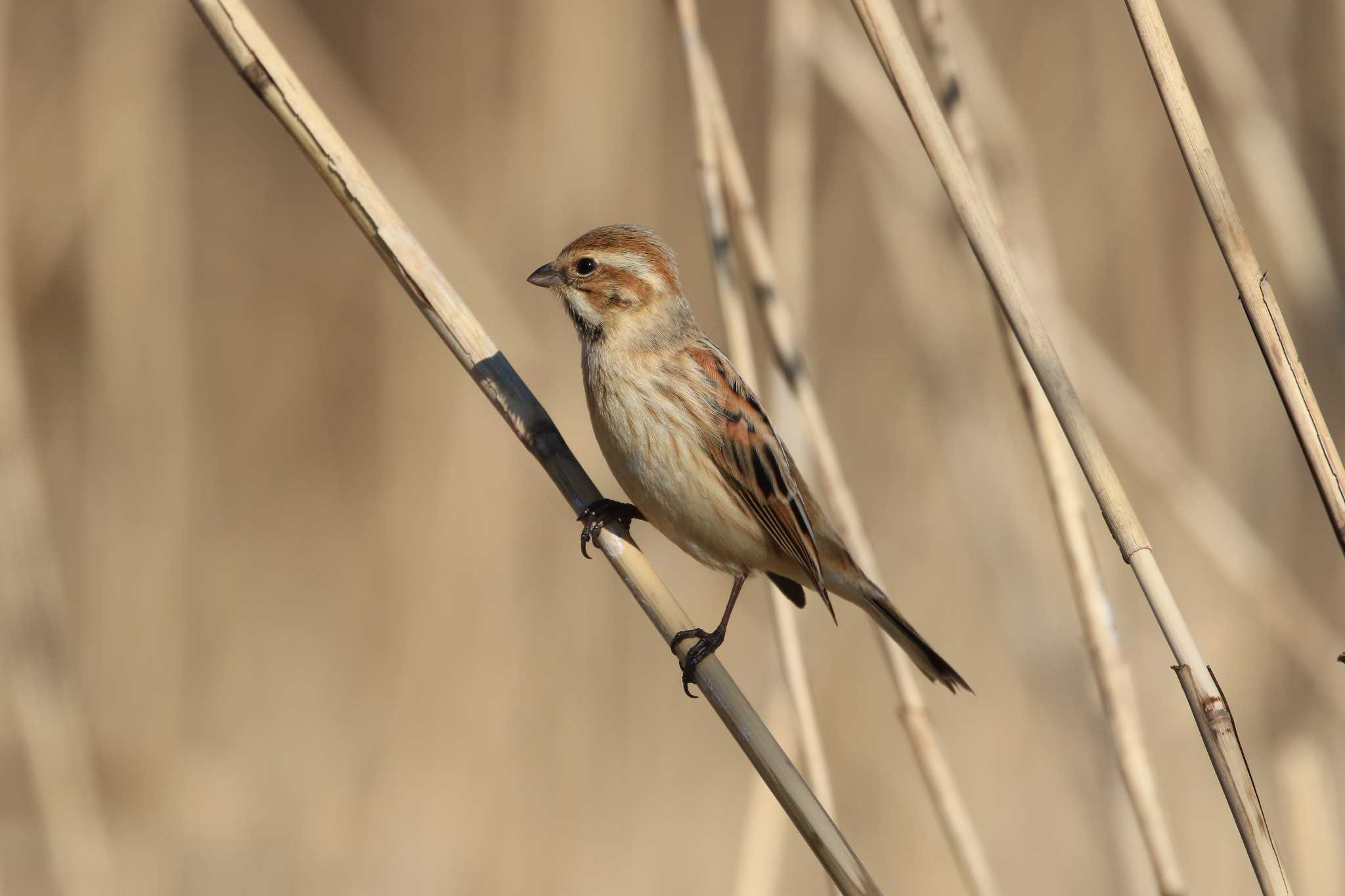 Photo of Common Reed Bunting at Mizumoto Park by Susumu Harada