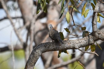 Bar-shouldered Dove オーストラリア Sun, 10/13/2019