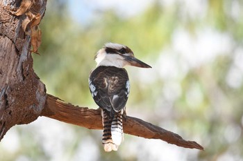 Laughing Kookaburra