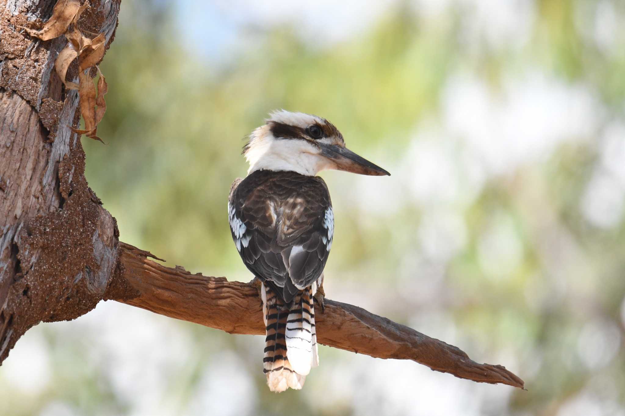 Photo of Laughing Kookaburra at オーストラリア by あひる