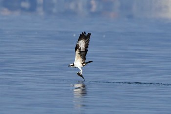 Osprey 江田島 Wed, 1/1/2020