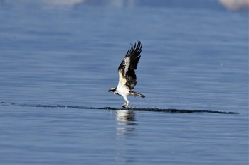 Osprey 江田島 Wed, 1/1/2020