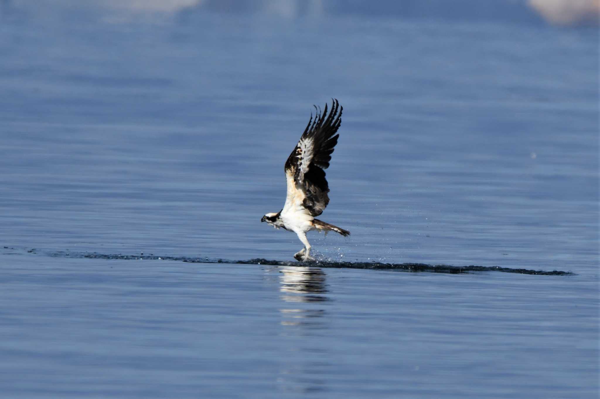 Photo of Osprey at 江田島 by 栗もなか