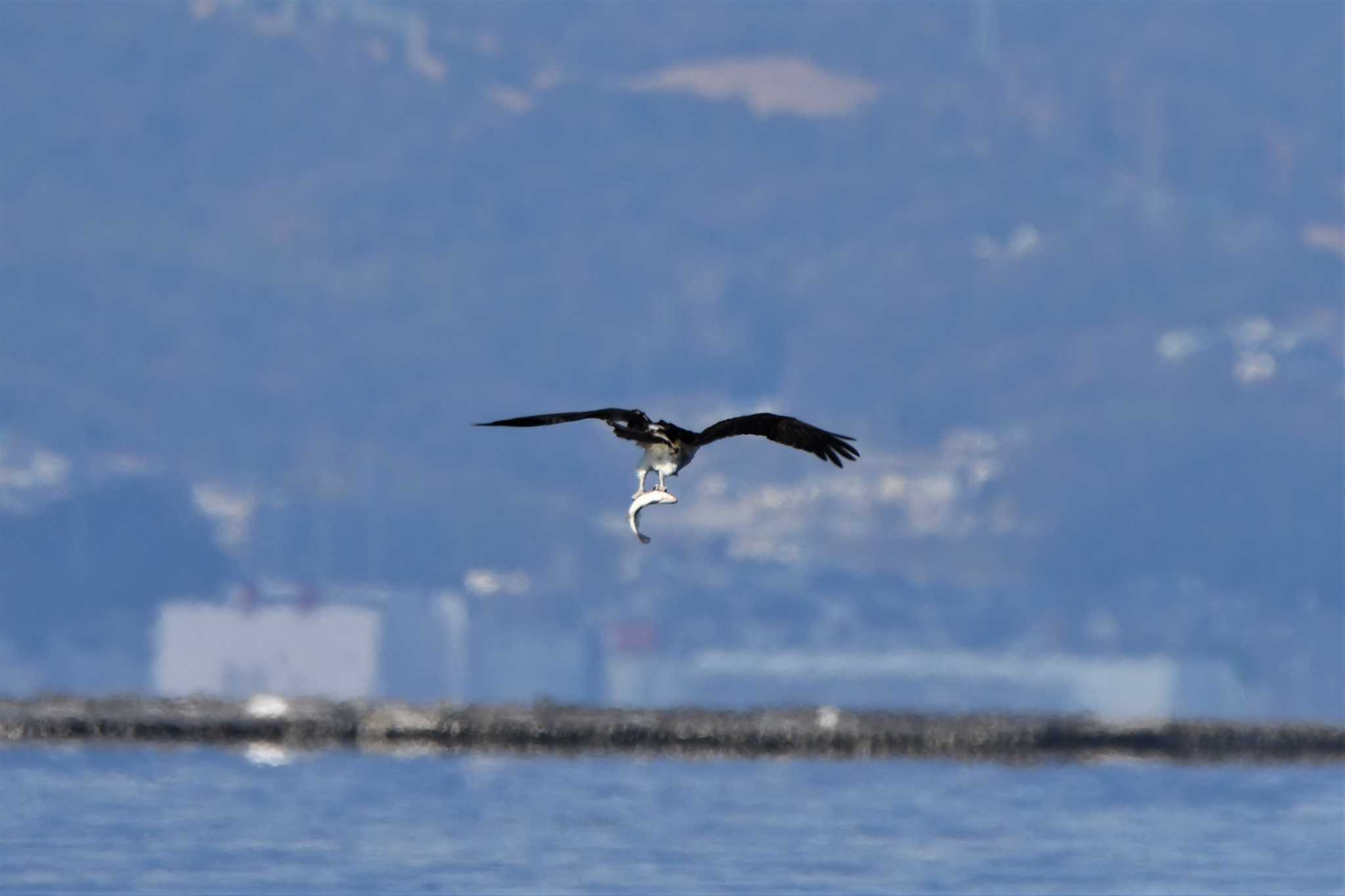 江田島 ミサゴの写真 by 栗もなか