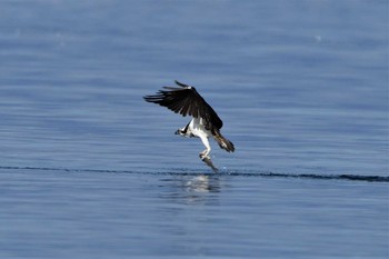 Osprey 江田島 Wed, 1/1/2020