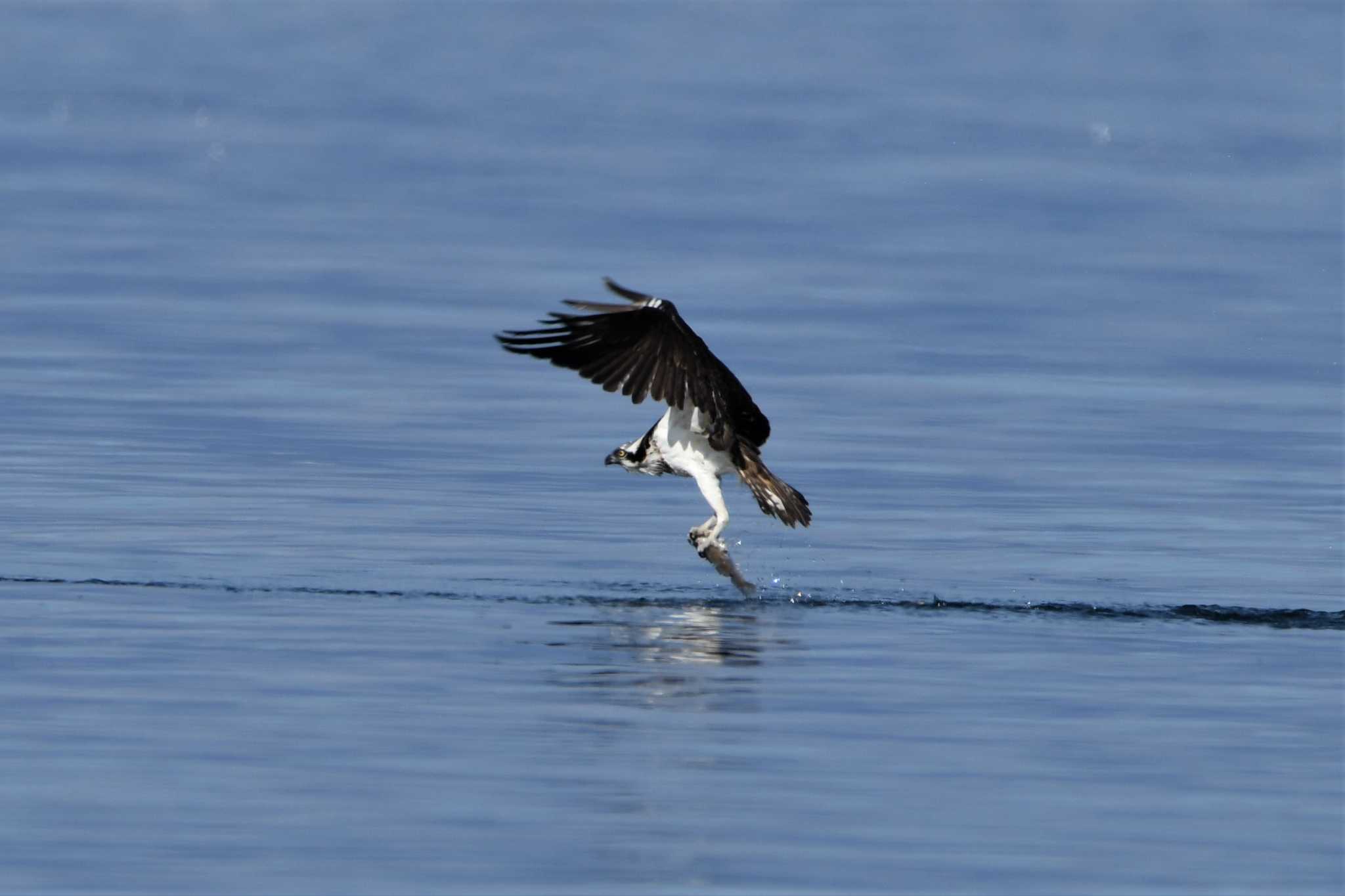 Photo of Osprey at 江田島 by 栗もなか