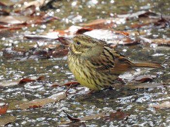 Masked Bunting 静岡県立森林公園 Fri, 1/3/2020