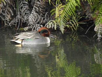 コガモ 静岡県立森林公園 2020年1月3日(金)