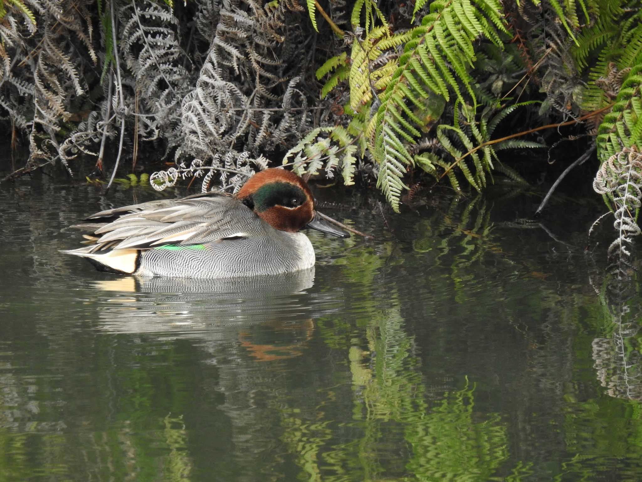 Photo of Eurasian Teal at 静岡県立森林公園 by saseriru