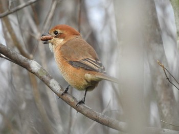 Bull-headed Shrike 静岡県立森林公園 Fri, 1/3/2020