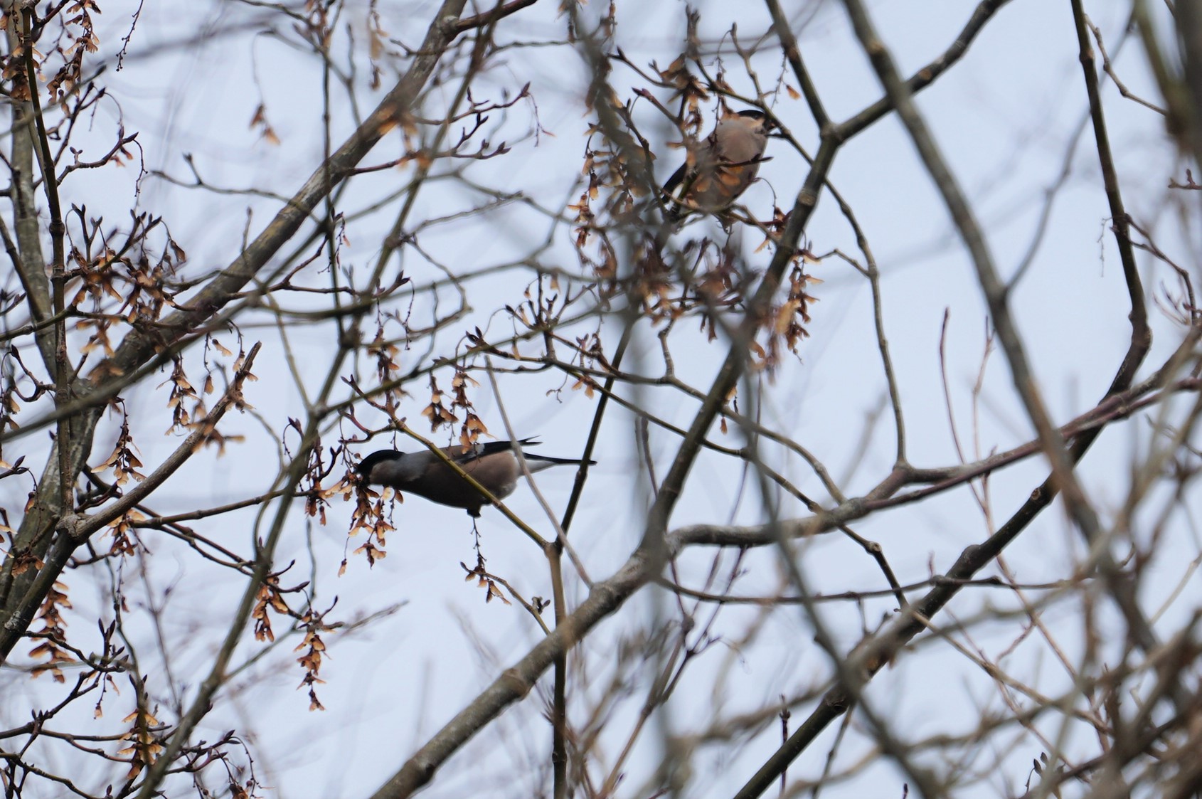 Eurasian Bullfinch