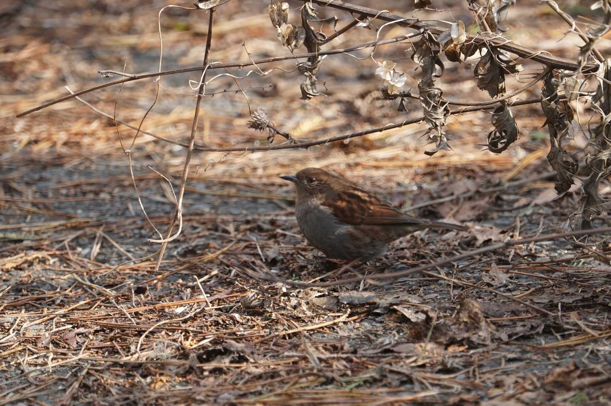 Japanese Accentor