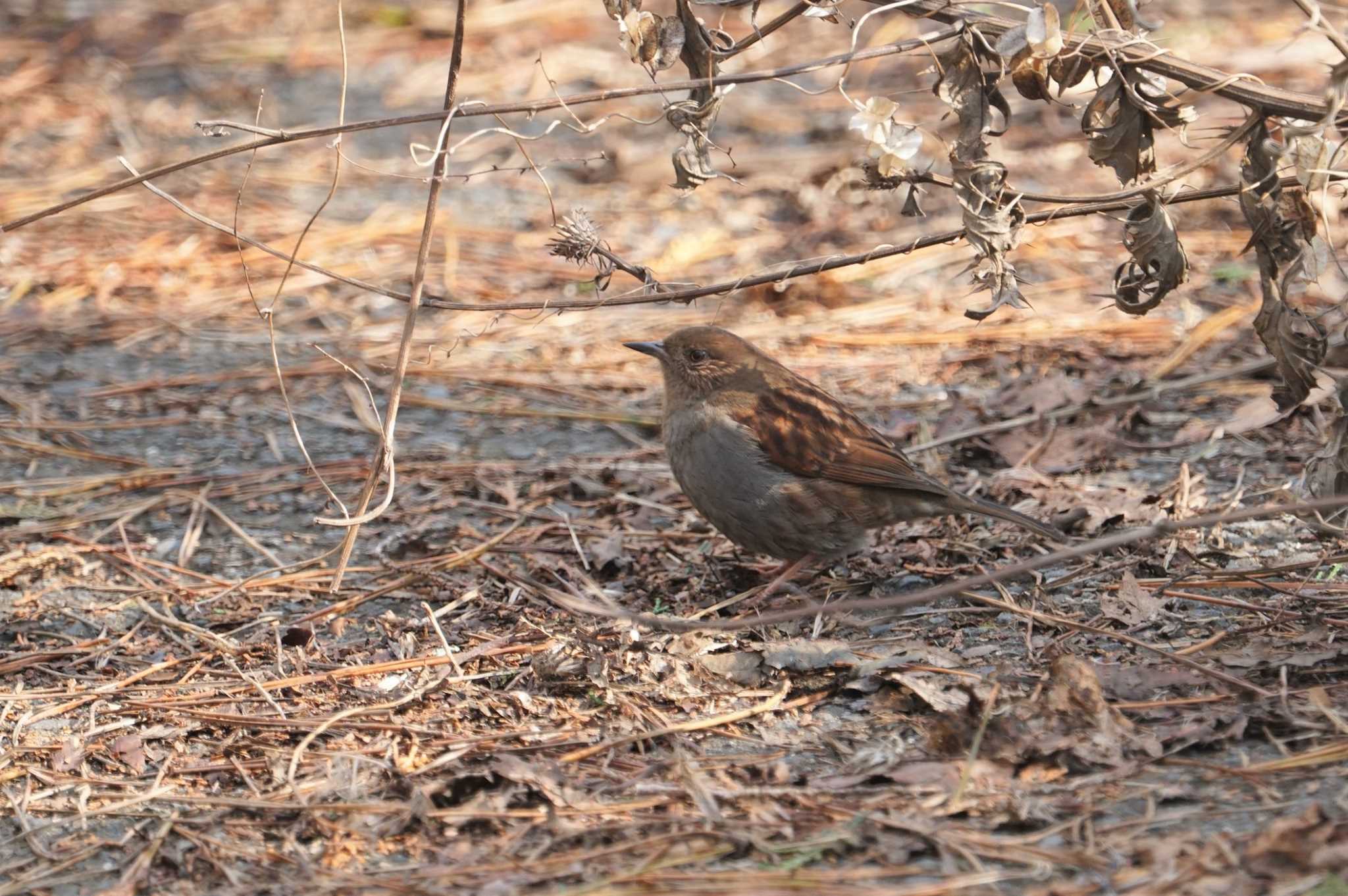 カヤクグリ