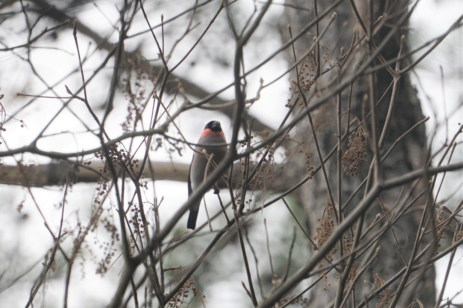 Eurasian Bullfinch