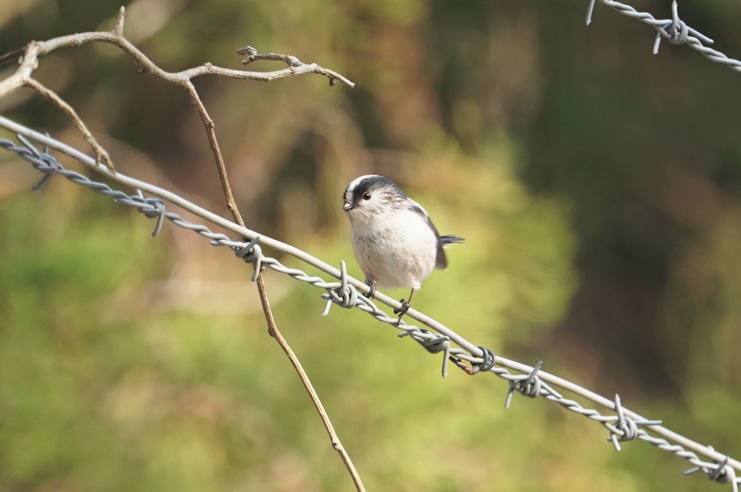 Long-tailed Tit