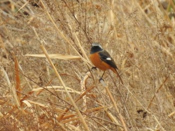 Fri, 1/3/2020 Birding report at 宇治川、京都府八幡市