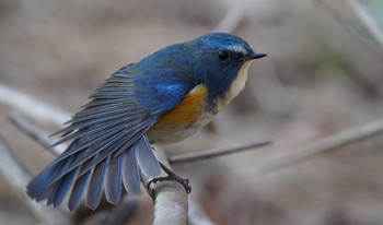 Red-flanked Bluetail 東京都多摩地域 Thu, 1/2/2020