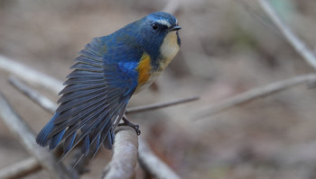 Red-flanked Bluetail 東京都多摩地域 Thu, 1/2/2020