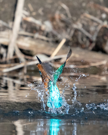 Common Kingfisher さいたま市 Fri, 1/3/2020