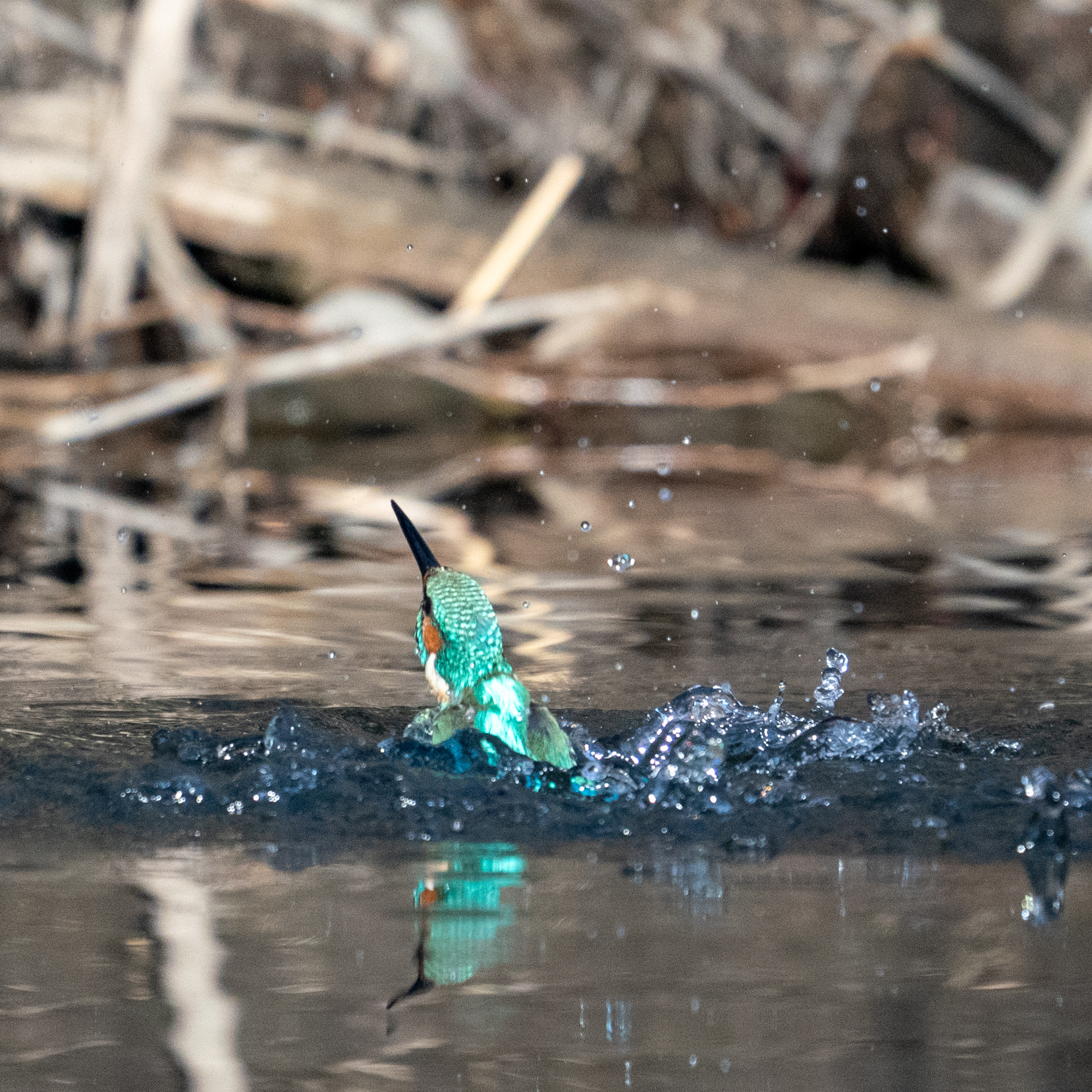 Photo of Common Kingfisher at さいたま市 by bow_wow.69chan
