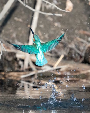 Common Kingfisher さいたま市 Fri, 1/3/2020