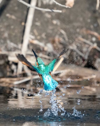 Common Kingfisher さいたま市 Fri, 1/3/2020