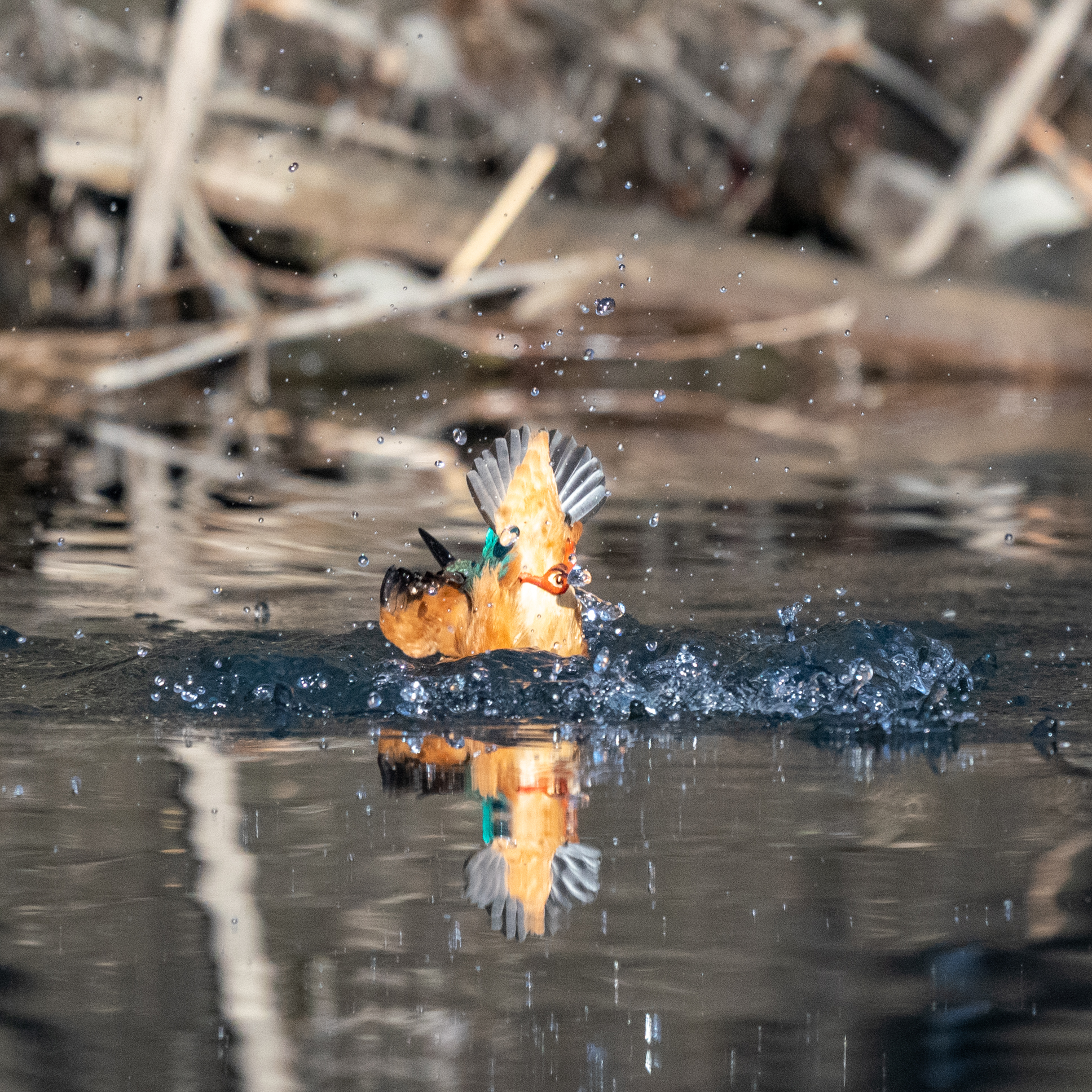 Photo of Common Kingfisher at さいたま市 by bow_wow.69chan