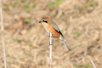 Bull-headed Shrike