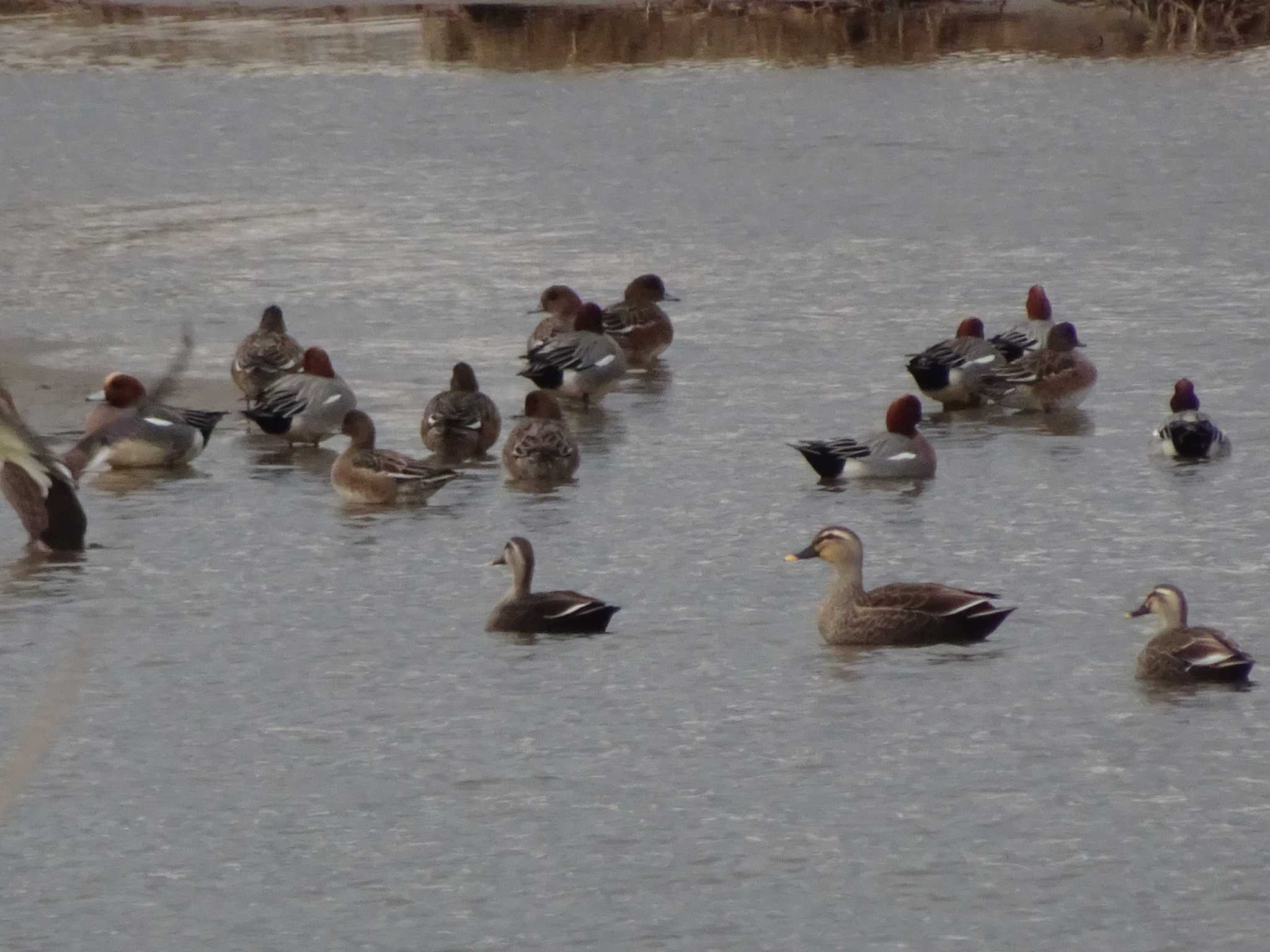 Eurasian Wigeon