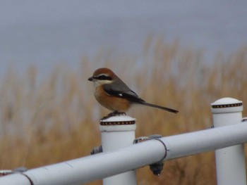 Bull-headed Shrike 浅野川(松寺橋付近) Fri, 1/3/2020