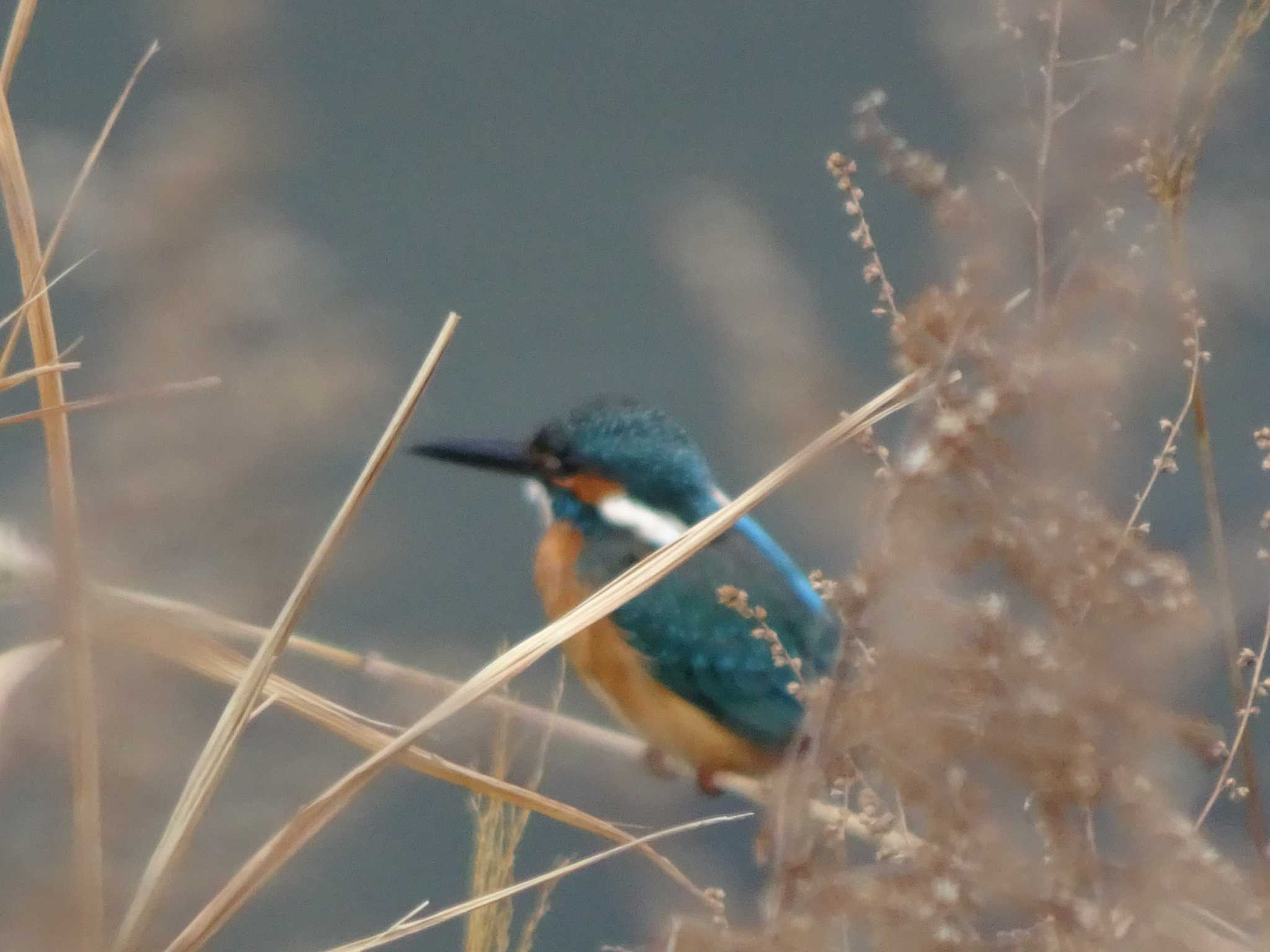 カワセミ