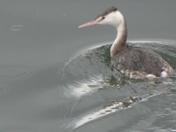 Great Crested Grebe 浅野川(松寺橋付近) Fri, 1/3/2020