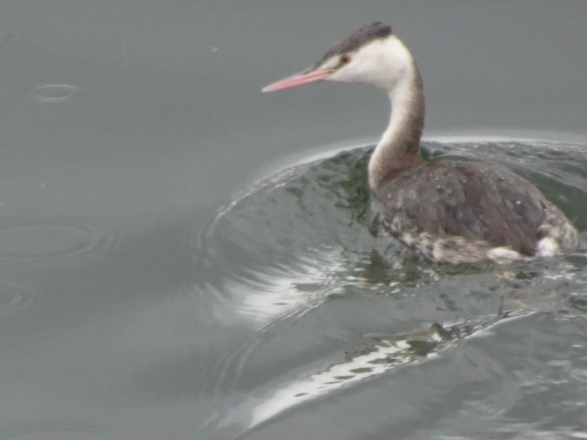 Great Crested Grebe