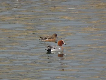 Eurasian Wigeon 浅野川(松寺橋付近) Fri, 1/3/2020