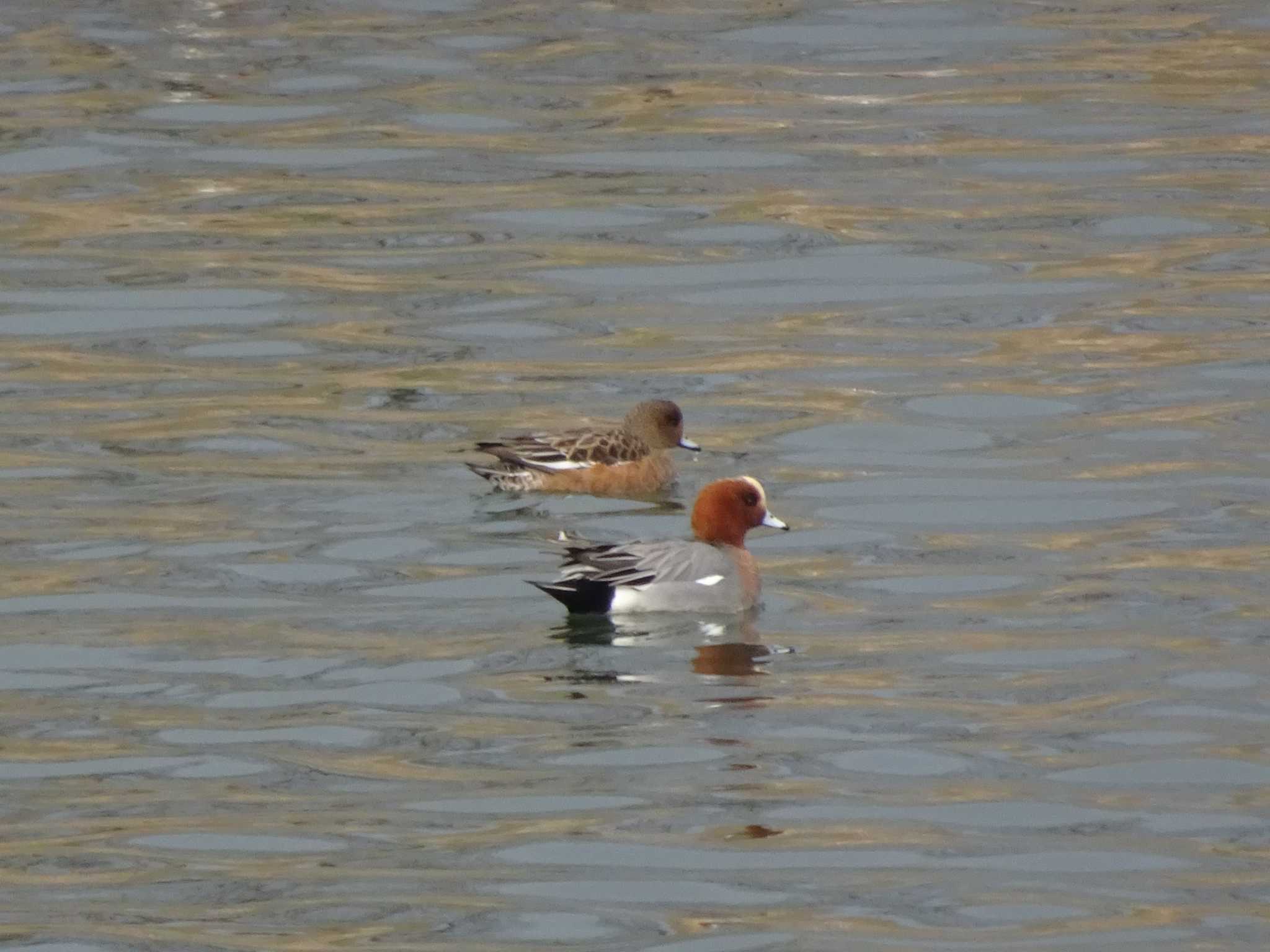 Eurasian Wigeon