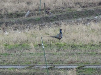 Green Pheasant 浅野川(松寺橋付近) Fri, 1/3/2020